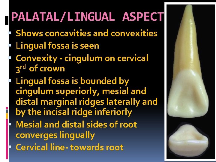 PALATAL/LINGUAL ASPECT Shows concavities and convexities Lingual fossa is seen Convexity - cingulum on