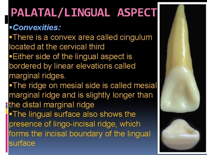 PALATAL/LINGUAL ASPECT Convexities: There is a convex area called cingulum located at the cervical