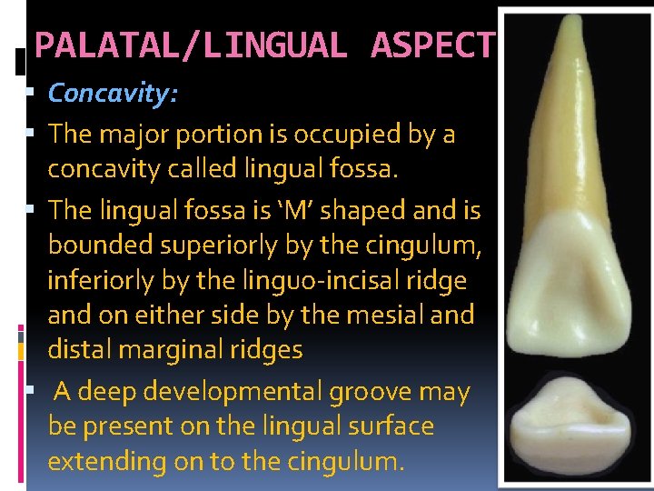 PALATAL/LINGUAL ASPECT Concavity: The major portion is occupied by a concavity called lingual fossa.