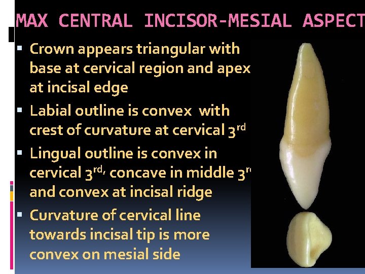 MAX CENTRAL INCISOR-MESIAL ASPECT Crown appears triangular with base at cervical region and apex