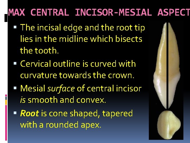 MAX CENTRAL INCISOR-MESIAL ASPECT The incisal edge and the root tip lies in the