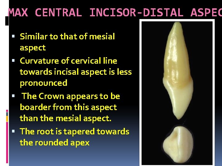 MAX CENTRAL INCISOR-DISTAL ASPEC Similar to that of mesial aspect Curvature of cervical line