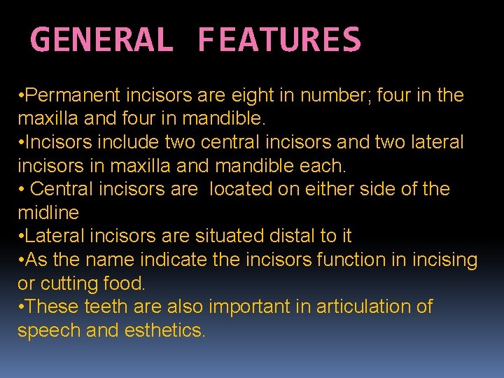 GENERAL FEATURES • Permanent incisors are eight in number; four in the maxilla and