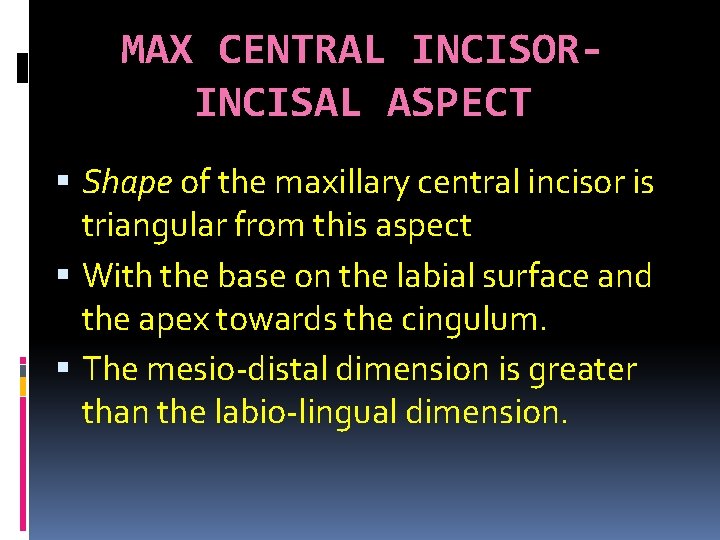 MAX CENTRAL INCISORINCISAL ASPECT Shape of the maxillary central incisor is triangular from this