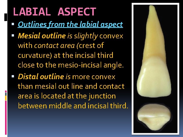 LABIAL ASPECT Outlines from the labial aspect Mesial outline is slightly convex with contact