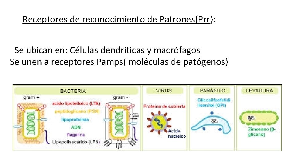 Receptores de reconocimiento de Patrones(Prr): Se ubican en: Células dendríticas y macrófagos Se unen Receptores de reconocimiento de Patrones(Prr): Se ubican en: Células dendríticas y macrófagos Se unen