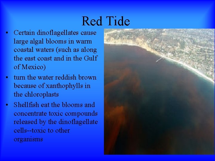 Red Tide • Certain dinoflagellates cause large algal blooms in warm coastal waters (such