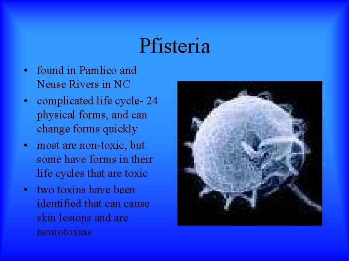 Pfisteria • found in Pamlico and Neuse Rivers in NC • complicated life cycle-