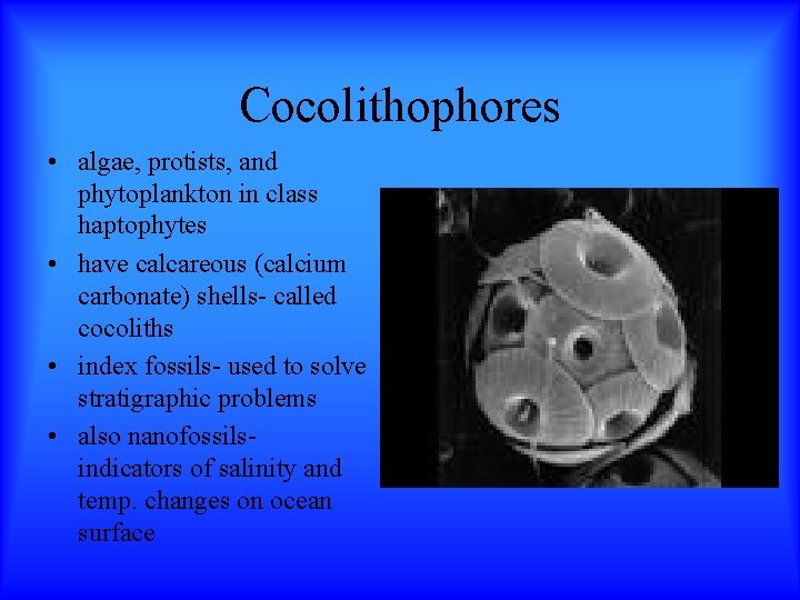 Cocolithophores • algae, protists, and phytoplankton in class haptophytes • have calcareous (calcium carbonate)