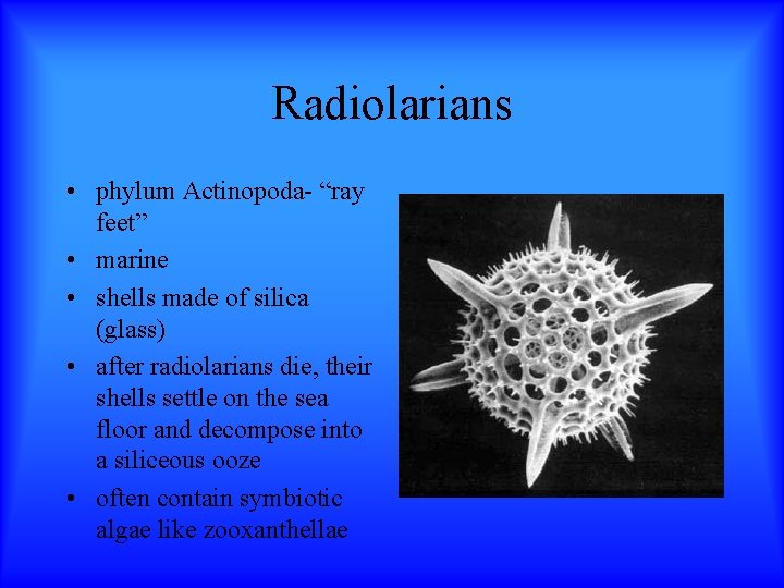 Radiolarians • phylum Actinopoda- “ray feet” • marine • shells made of silica (glass)