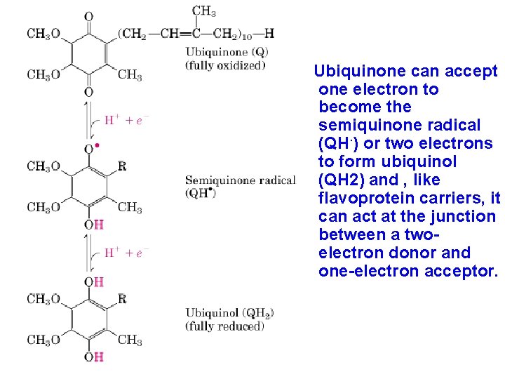 Ubiquinone can accept one electron to become the semiquinone radical (QH·) or two electrons