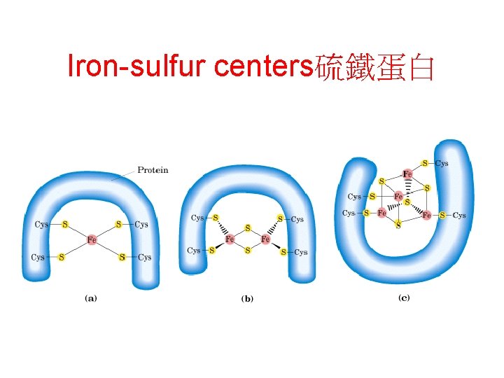 Iron-sulfur centers硫鐵蛋白 