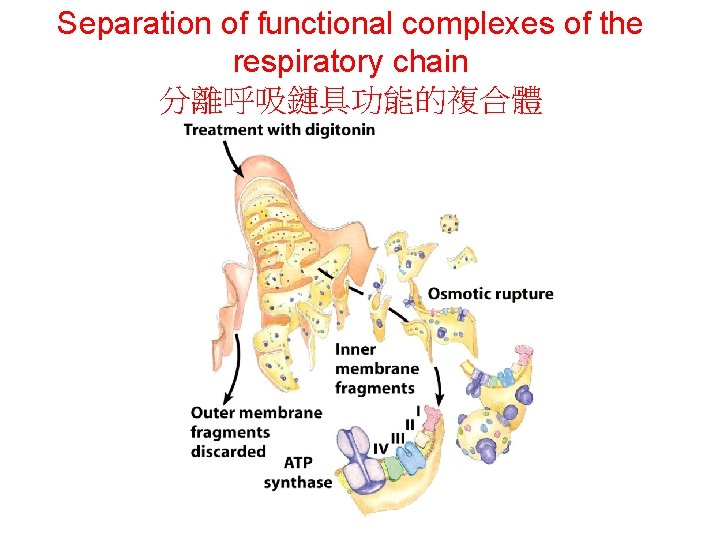 Separation of functional complexes of the respiratory chain 分離呼吸鏈具功能的複合體 