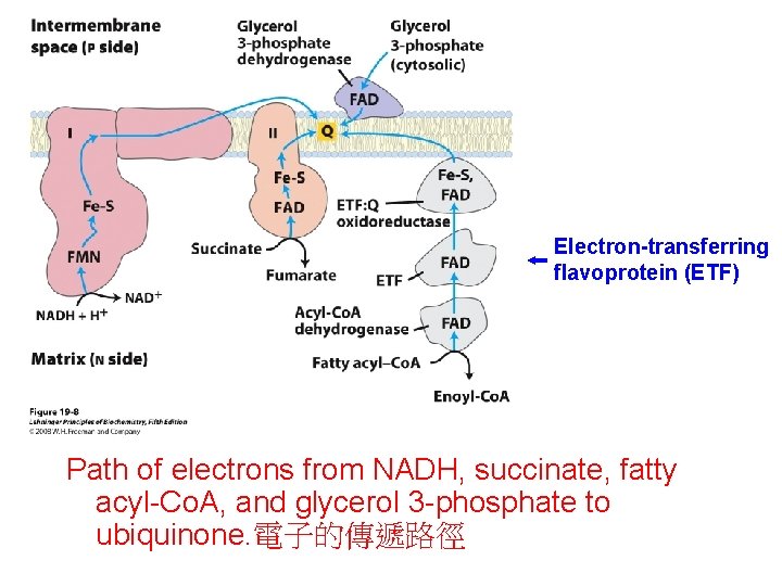 Electron-transferring flavoprotein (ETF) Path of electrons from NADH, succinate, fatty acyl-Co. A, and glycerol