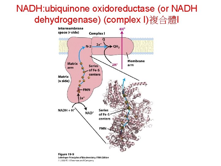 NADH: ubiquinone oxidoreductase (or NADH dehydrogenase) (complex I)複合體I 