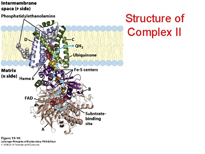 Structure of Complex II 