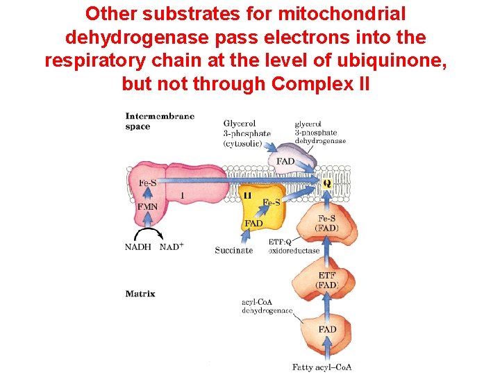 Other substrates for mitochondrial dehydrogenase pass electrons into the respiratory chain at the level