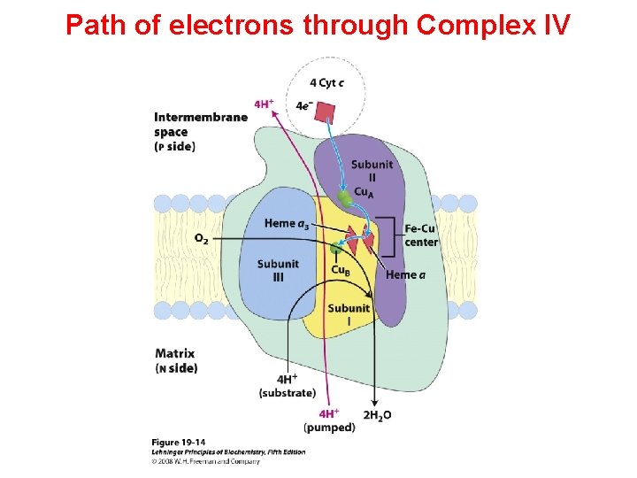 Path of electrons through Complex IV 