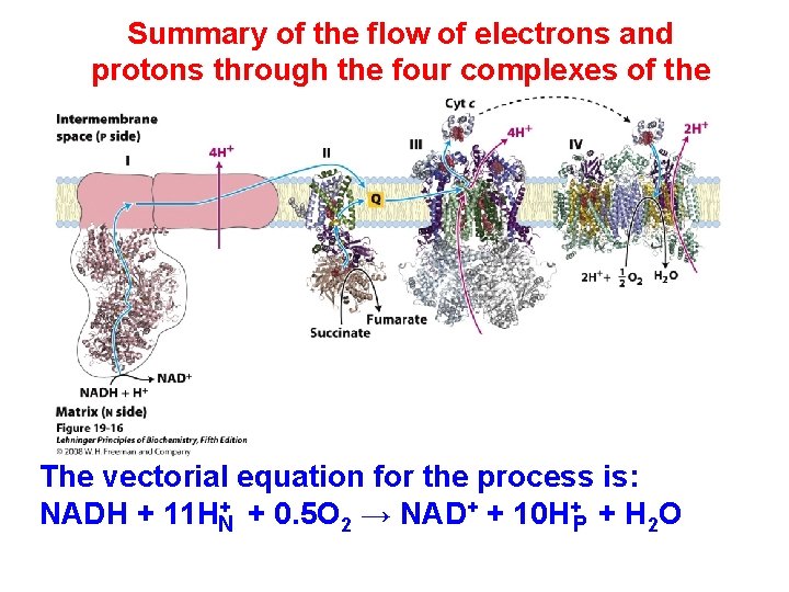 Summary of the flow of electrons and protons through the four complexes of the