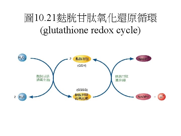 圖 10. 21麩胱甘肽氧化還原循環 (glutathione redox cycle) 