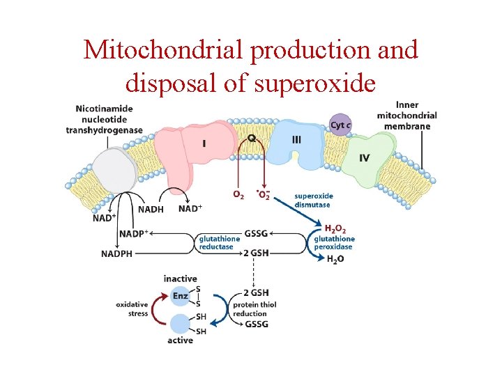 Mitochondrial production and disposal of superoxide 