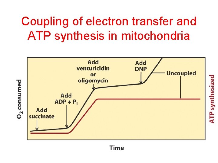 Coupling of electron transfer and ATP synthesis in mitochondria 