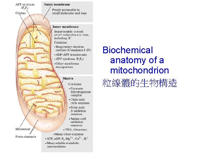 Biochemical anatomy of a mitochondrion 粒線體的生物構造 