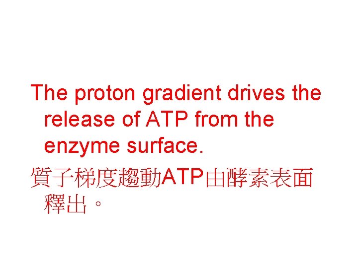 The proton gradient drives the release of ATP from the enzyme surface. 質子梯度趨動ATP由酵素表面 釋出。