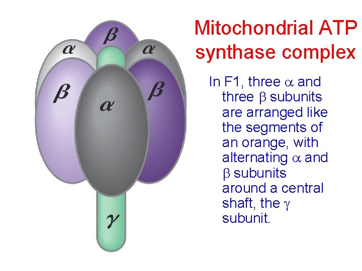 Mitochondrial ATP synthase complex In F 1, three a and three b subunits are