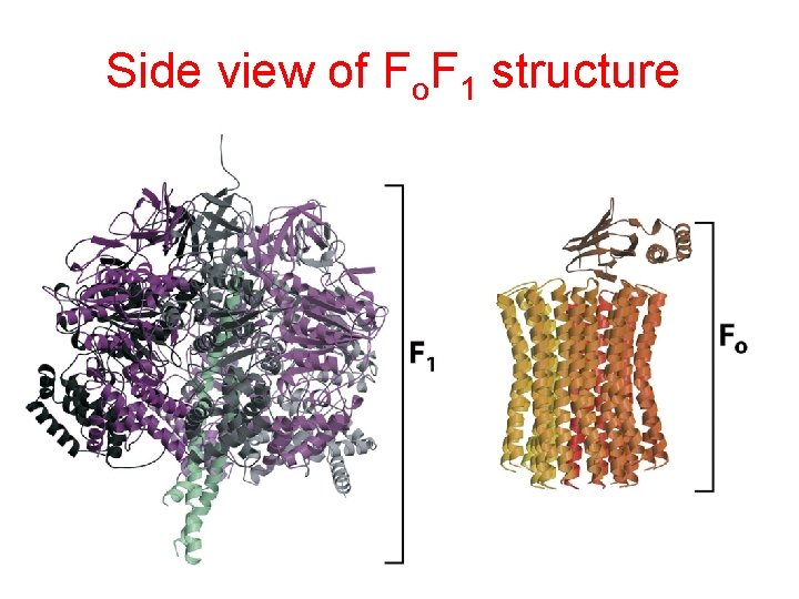 Side view of Fo. F 1 structure 