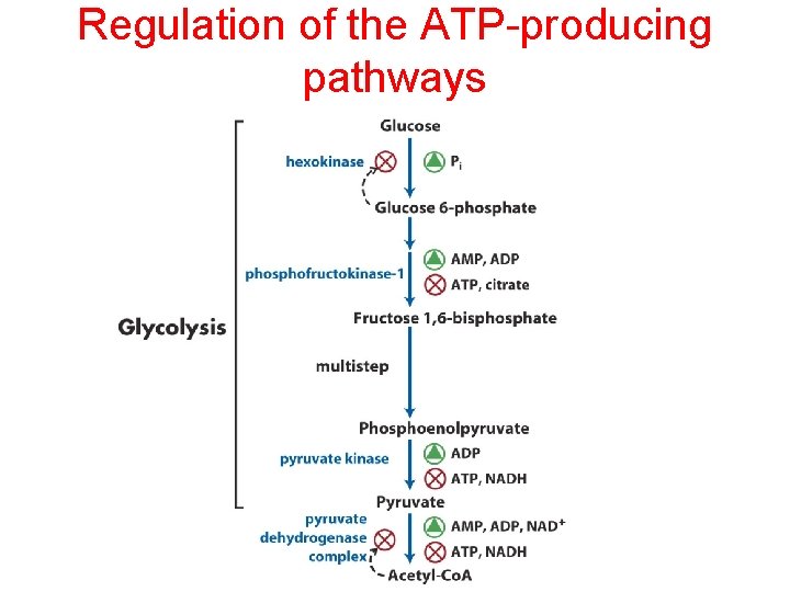 Regulation of the ATP-producing pathways 