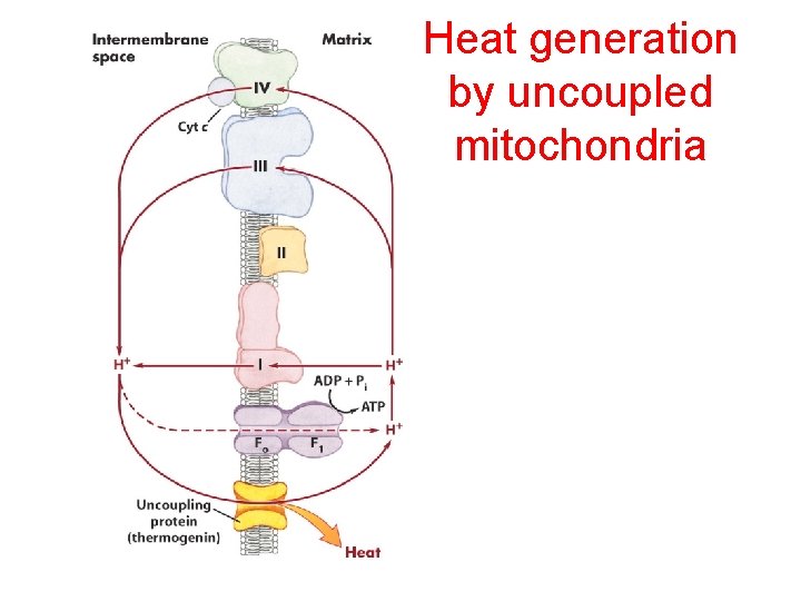 Heat generation by uncoupled mitochondria 