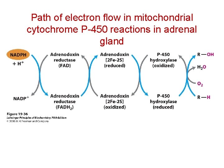 Path of electron flow in mitochondrial cytochrome P-450 reactions in adrenal gland 