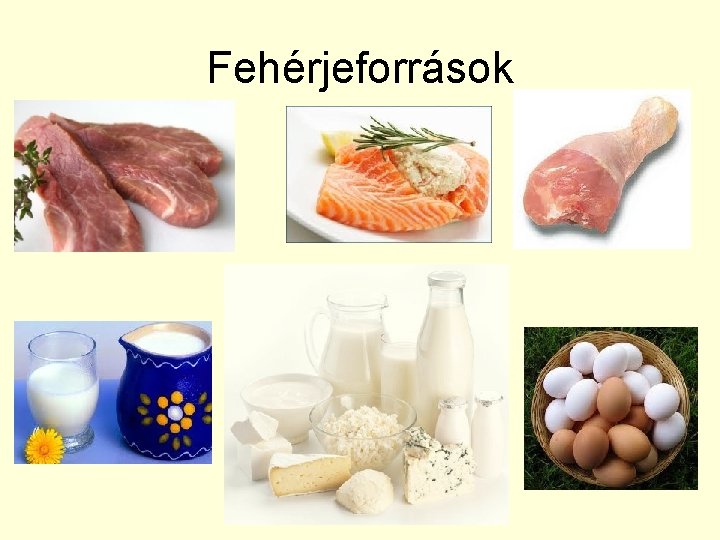 Fehérjeforrások 