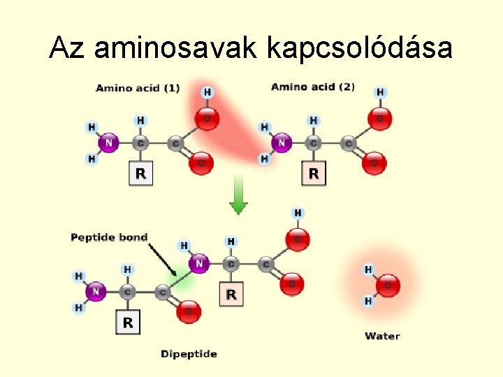 Az aminosavak kapcsolódása 