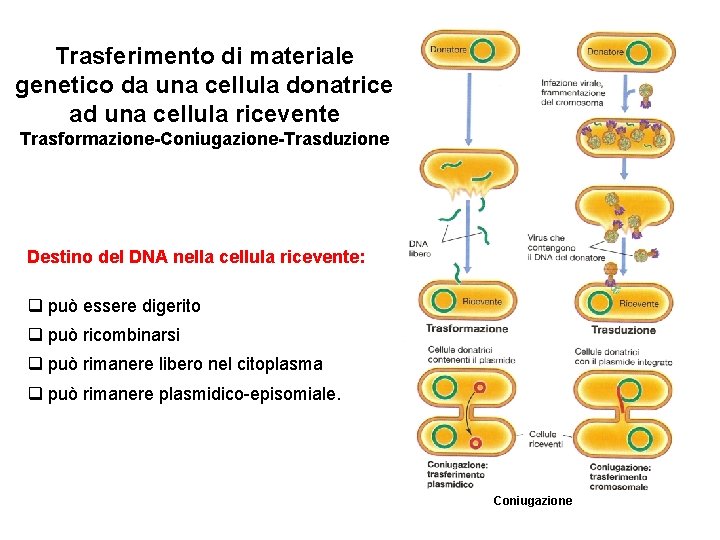 Trasferimento di materiale genetico da una cellula donatrice ad una cellula ricevente Trasformazione-Coniugazione-Trasduzione Destino