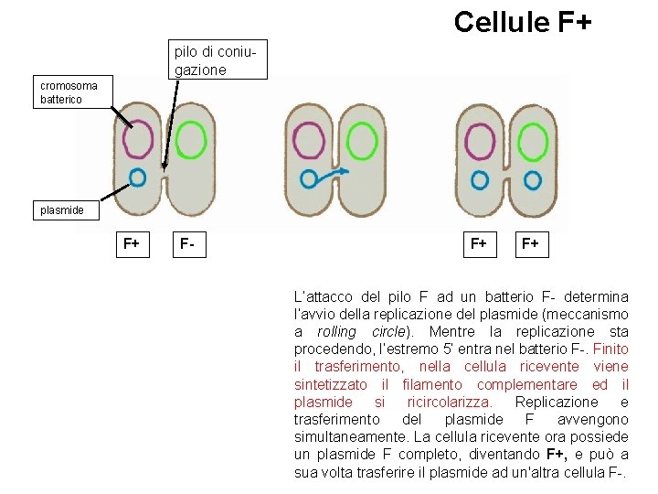 Cellule F+ pilo di coniugazione cromosoma batterico plasmide F+ F- F+ F+ L’attacco del