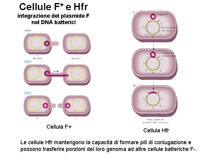 Cellule F+ e Hfr integrazione del plasmide F nel DNA batterici Cellula F+ Cellula