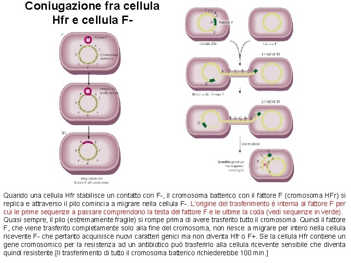 Coniugazione fra cellula Hfr e cellula F- Quando una cellula Hfr stabilisce un contatto