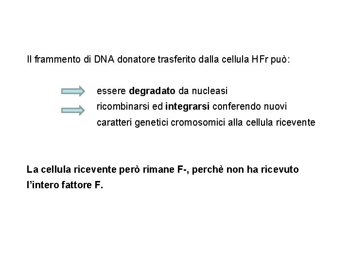 Il frammento di DNA donatore trasferito dalla cellula HFr può: essere degradato da nucleasi