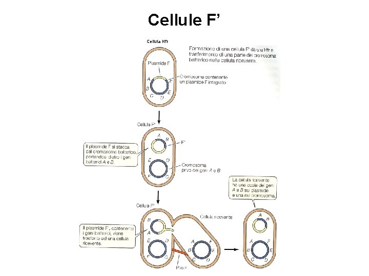 Cellule F’ Cellula Hfr 