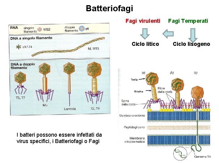 Batteriofagi Fagi virulenti Ciclo litico Testa Guaina I batteri possono essere infettati da virus