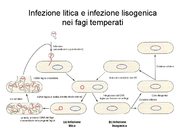 Infezione litica e infezione lisogenica nei fagi temperati (a) Infezione litica (b) Infezione lisogenica