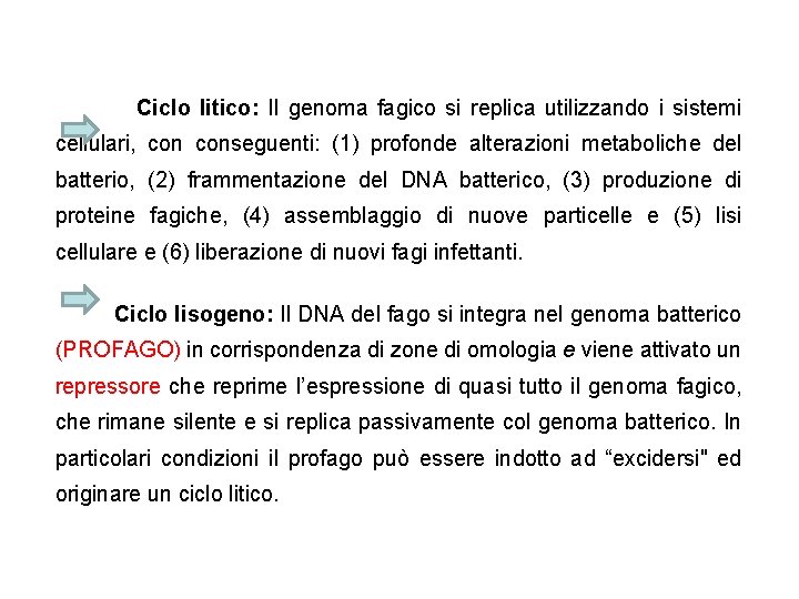 Ciclo litico: Il genoma fagico si replica utilizzando i sistemi cellulari, conseguenti: (1) profonde