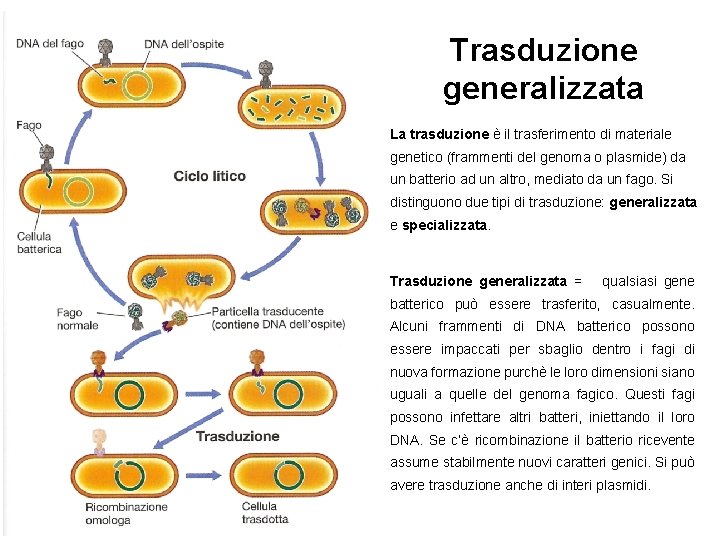 Trasduzione generalizzata La trasduzione è il trasferimento di materiale genetico (frammenti del genoma o