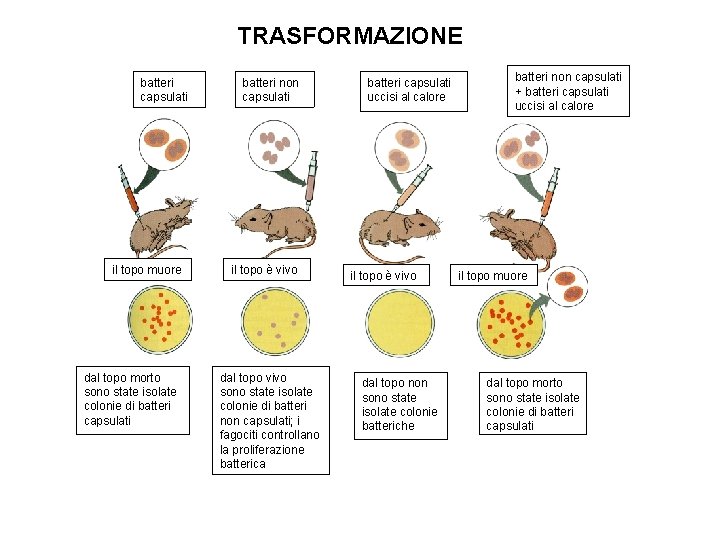 TRASFORMAZIONE batteri capsulati il topo muore dal topo morto sono state isolate colonie di