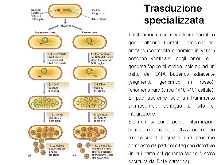 Trasduzione specializzata Trasferimento esclusivo di uno specifico gene batterico. Durante l’excisione del profago (segmento