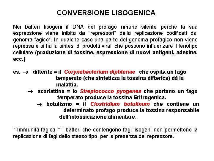 CONVERSIONE LISOGENICA Nei batteri lisogeni il DNA del profago rimane silente perchè la sua