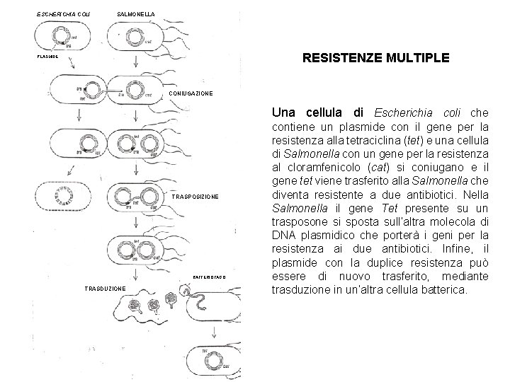 ESCHERICHIA COLI SALMONELLA RESISTENZE MULTIPLE PLASMIDE CONIUGAZIONE Una cellula di Escherichia coli che TRASPOSIZIONE