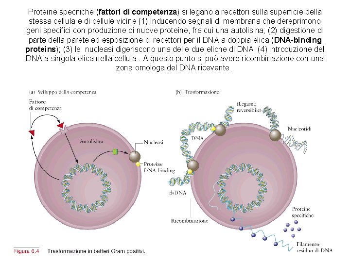 Proteine specifiche (fattori di competenza) si legano a recettori sulla superficie della stessa cellula